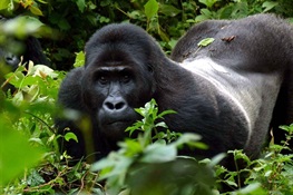 Study Finds Congo’s Miners Often Resort to Hunting Wildlife for Food 